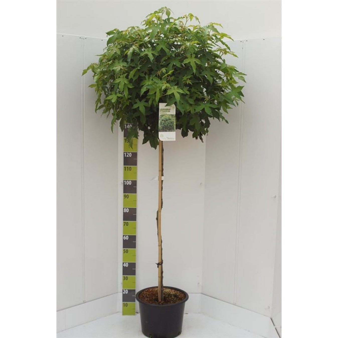 Amerikanskt ambra – Liquidambar styraciflua 'Gum Ball' - 150 CM Stem C20