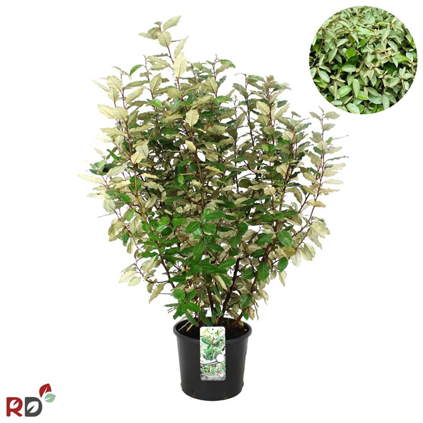 Silverbuske – Elaeagnus ebbingei 'Compacta' - C2 100-125 CM