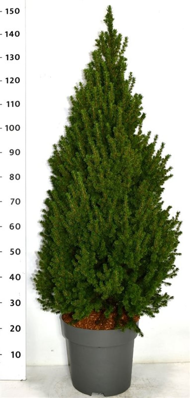 Albertagran – Picea glauca &