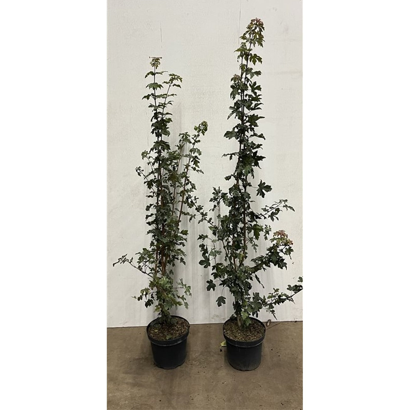 Fältlönn – Acer campestre - C7.5 150-175 CM