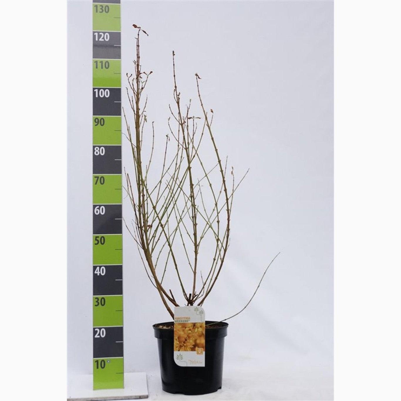 Forsythia – Forsythia intermedia 'Week-End' - C12 100-125 CM