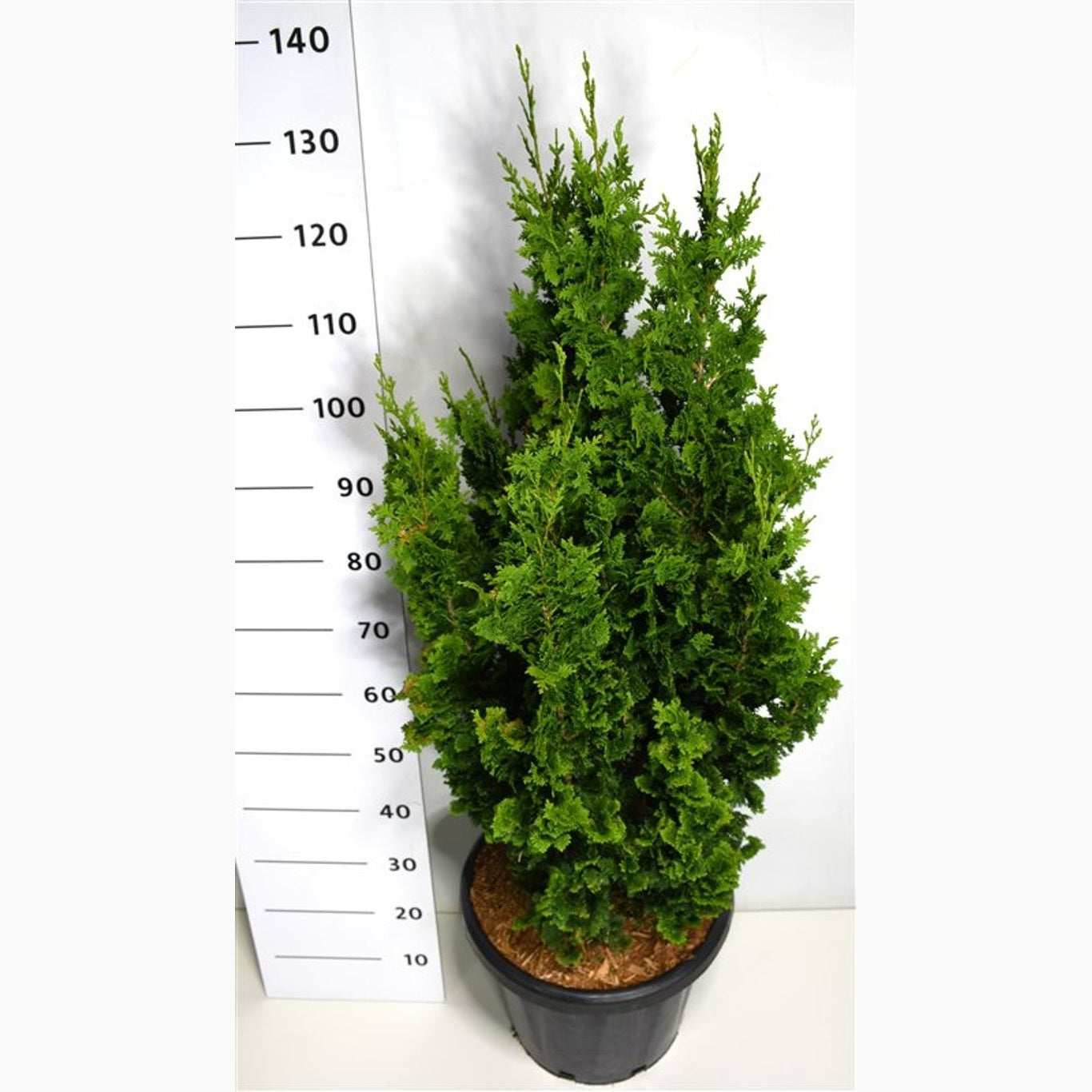 Thuja – Thuja occidentalis 'Zmatlik' - C25 100-125 CM