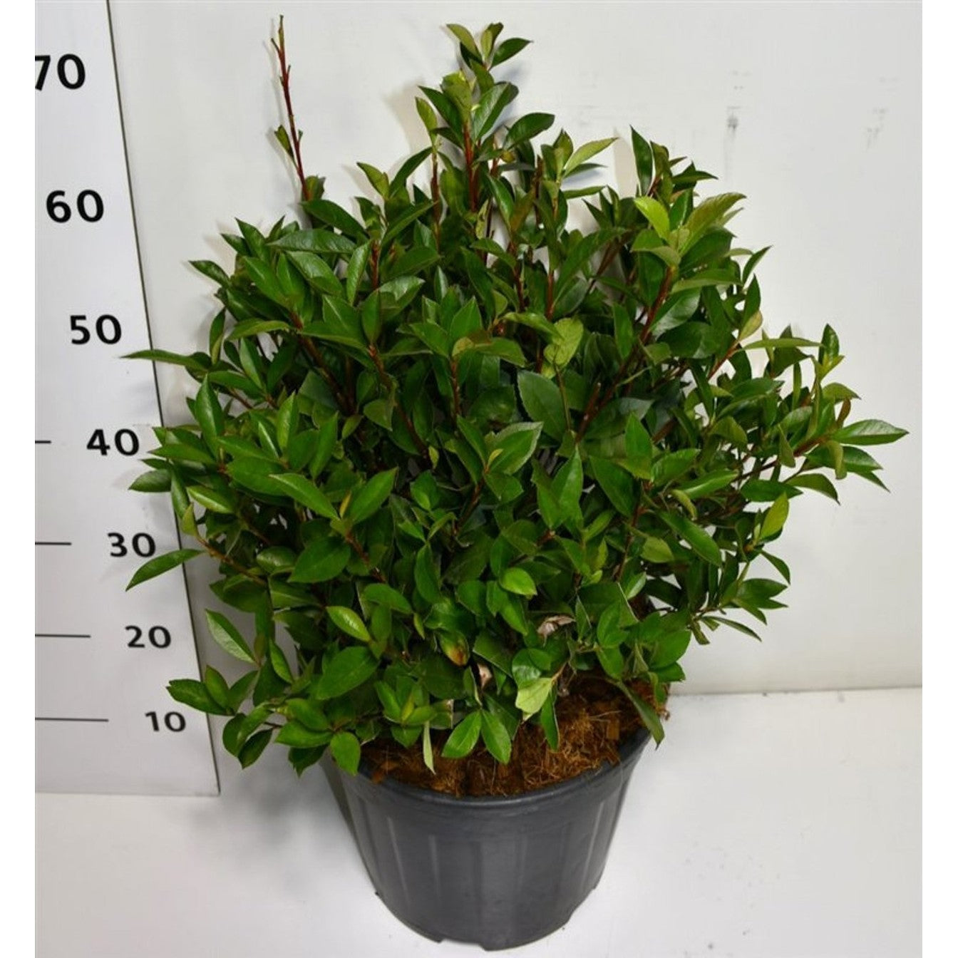 Glansmispel – Photinia fraseri &