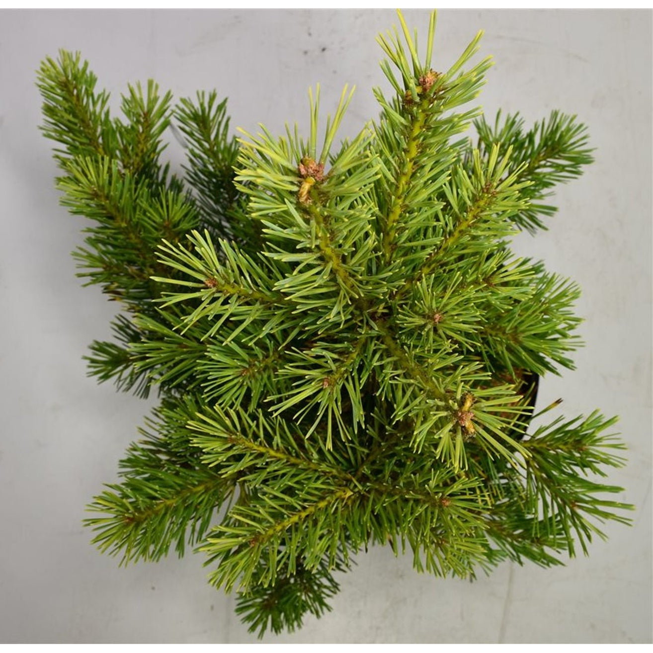 Tall – Pinus sylvestris &