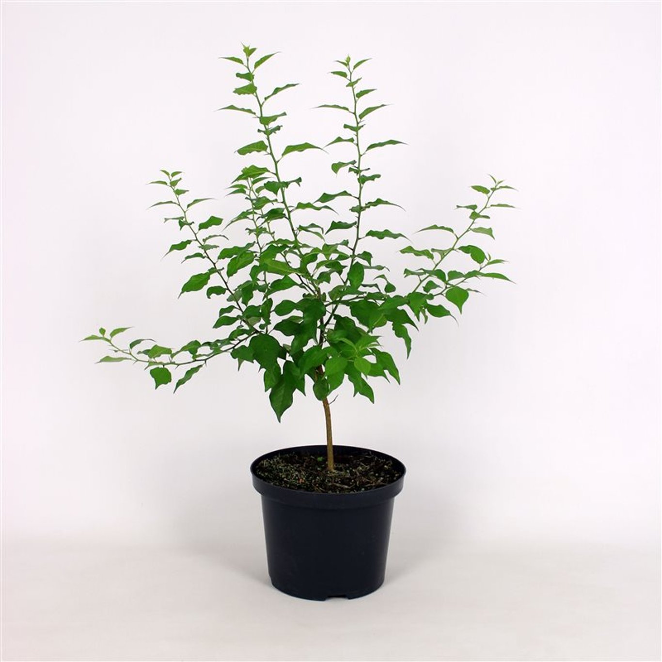 Äpple – Malus 'Plantipp' - C12