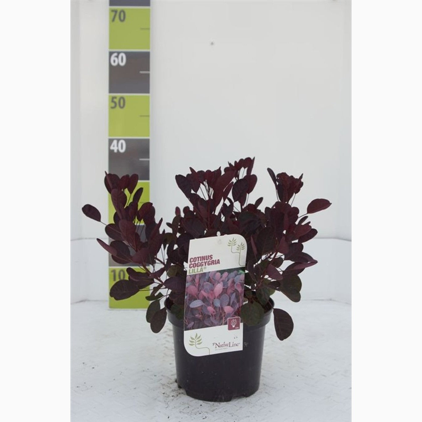 Perukbuske – Cotinus coggygria 'Lila' - C3 30-40 CM
