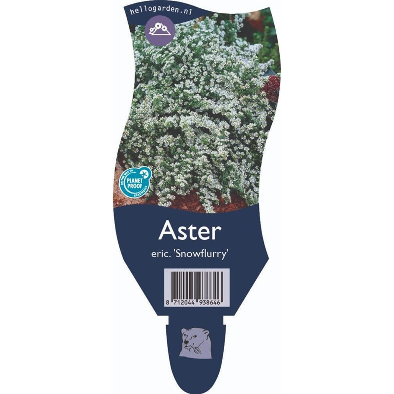 Buskaster – Aster ericoides 'Snowflurry' - P11