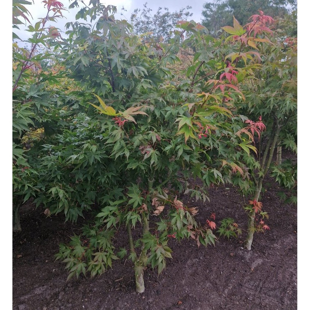 Japansk lönn – Acer pal. 'Osakazuki' - 100-125 CM RB