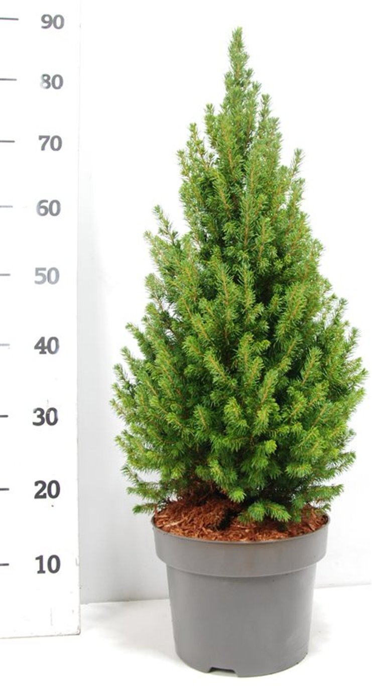 Albertagran – Picea glauca &
