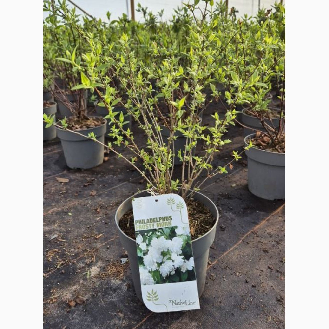 Schersmin – Philadelphus 'Frosty Morn' - C4,6 30-40 CM