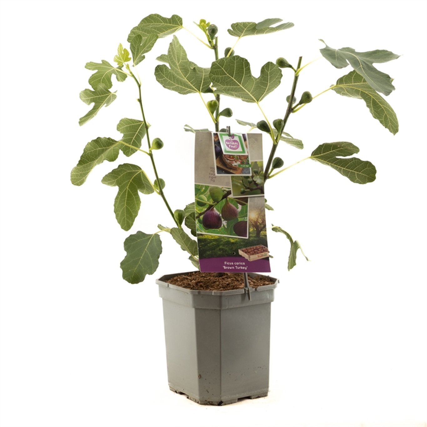Fikon – Ficus carica 'Brown Turkey' - C5 50-60 CM
