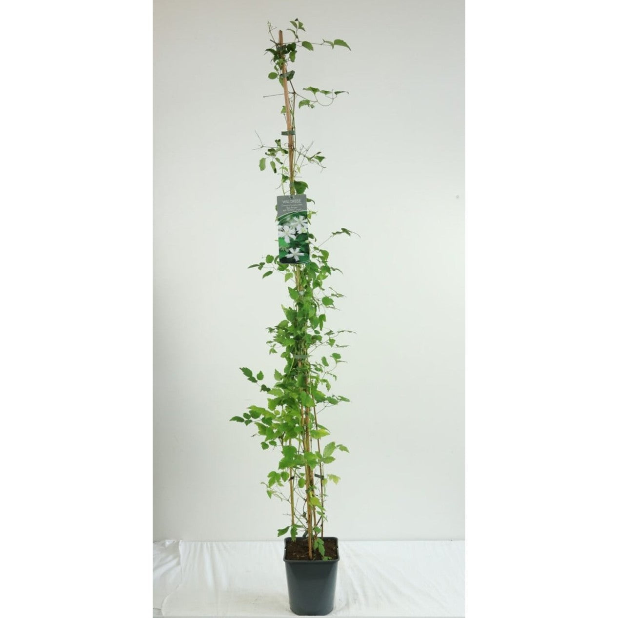 Klematis – Clematis 'Summer Snow' - C5 125-175 CM Stick
