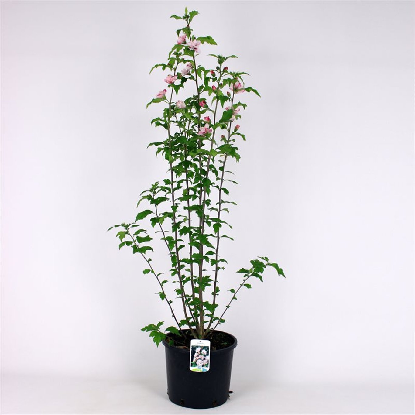 Hibiskus – Hibiscus syriacus 'Leopoldii' - 125-150 CM RB