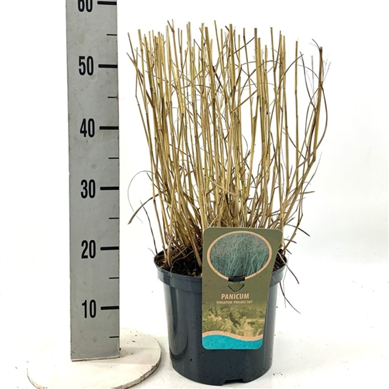 Präriestarr – Panicum virgatum 'Prairie Sky' - C5