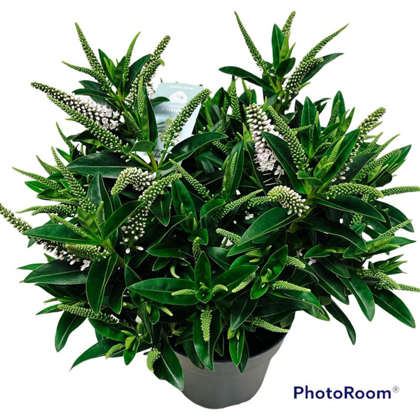 Hebe – Hebedonna Jenna - C2