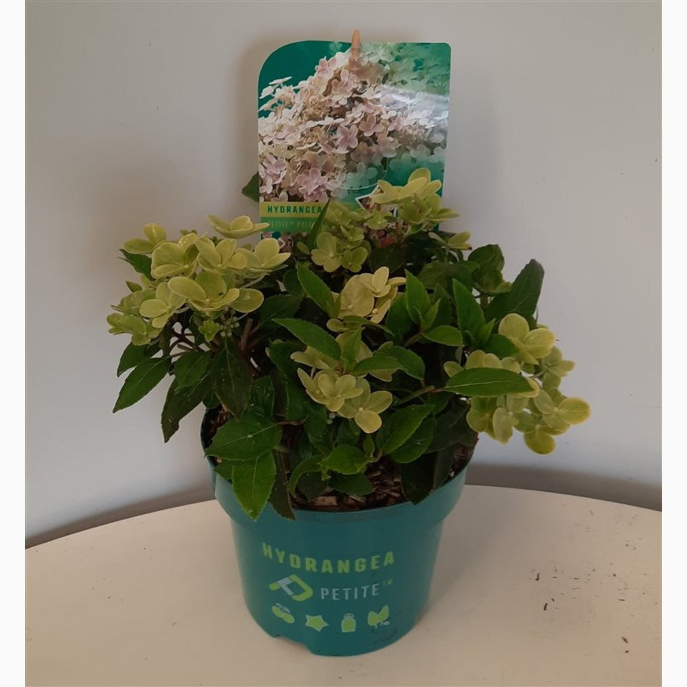 Syrenhortensia – Hydrangea paniculata 'Polestar' - C3 25-30 CM