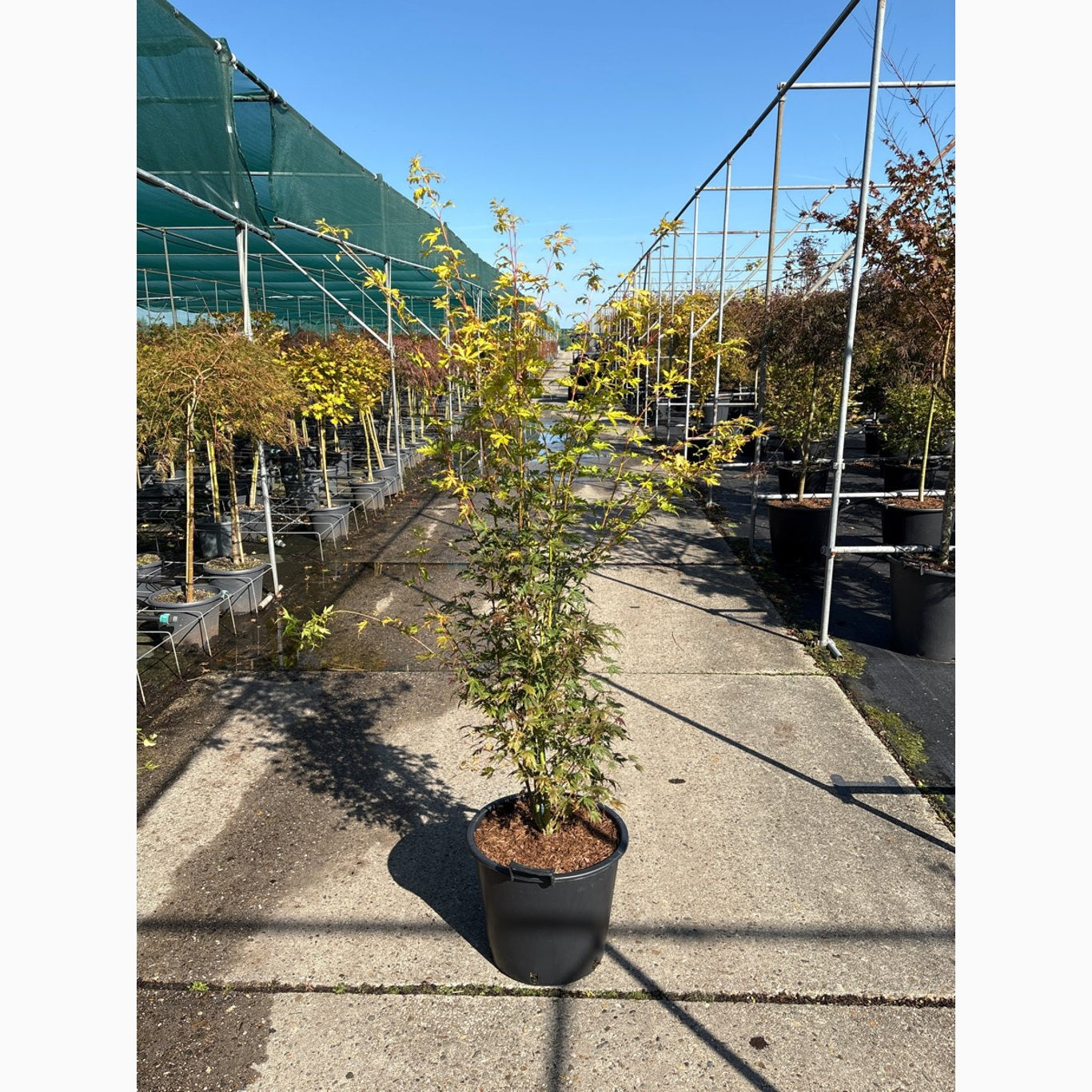 Japansk lönn – Acer pal. 'Orange Lace' - C35 100-125 CM