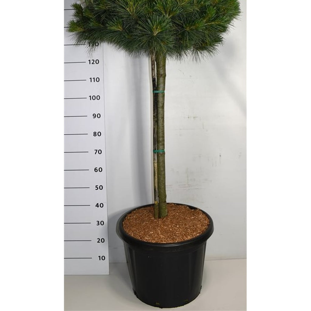 Västra vittall – Pinus strobus 'Nana' - C45 80 cm. Stam