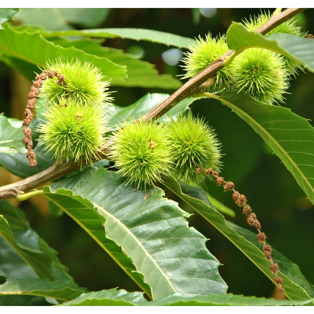 Äkta kastanj – Castanea sativa - 50-80 CM barrot 2/0