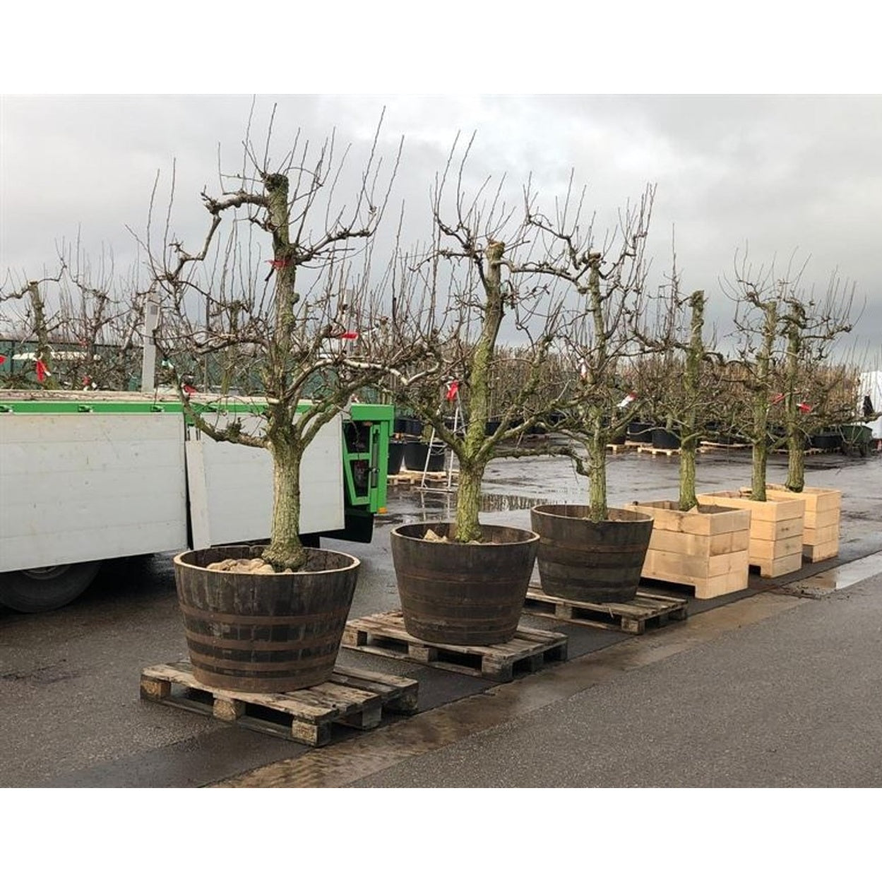 Päron – Pyrus communis 'Doyenné du Comice' - C100