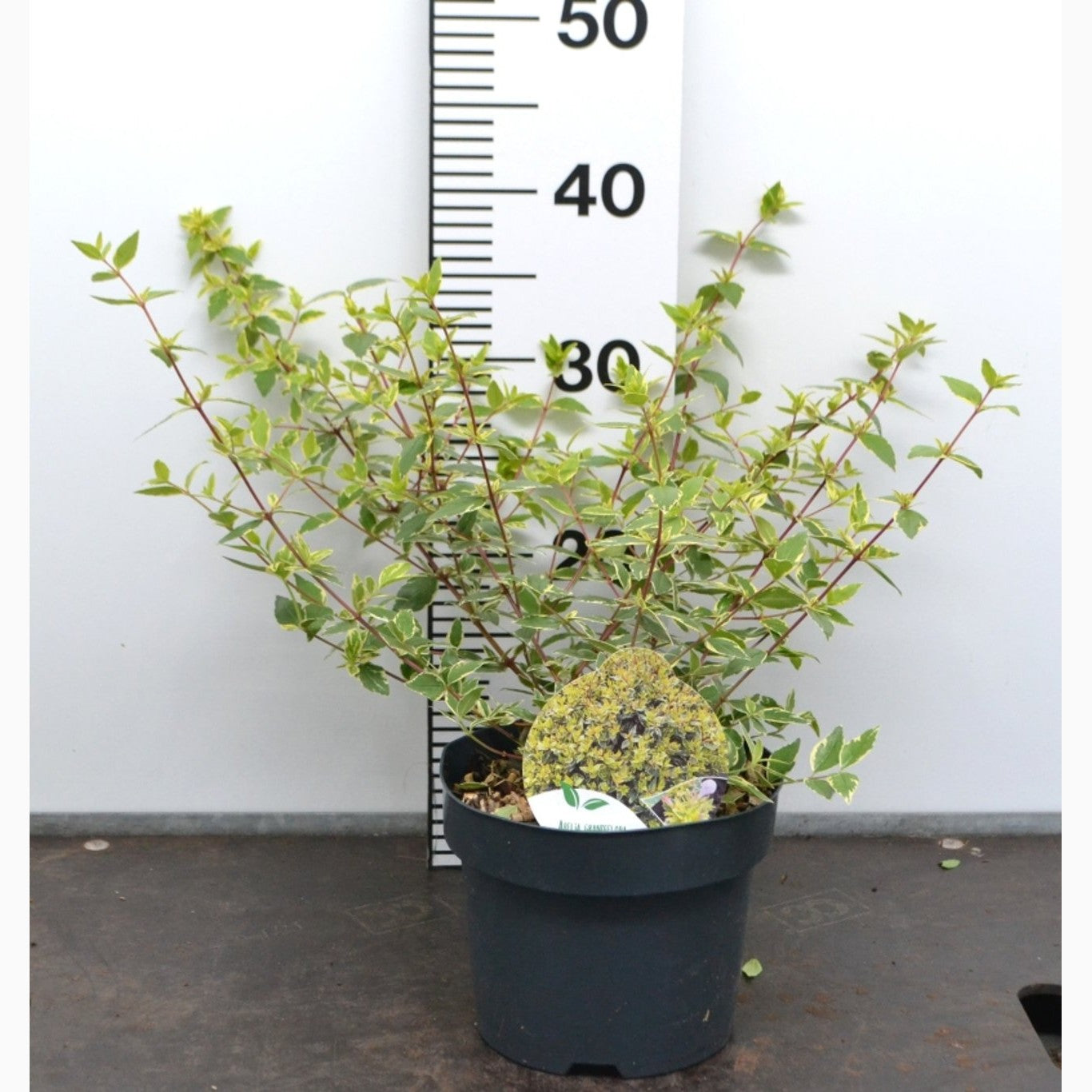 Storablia – Abelia grandifl. 'Jelly Beans' - C3 20-40 CM