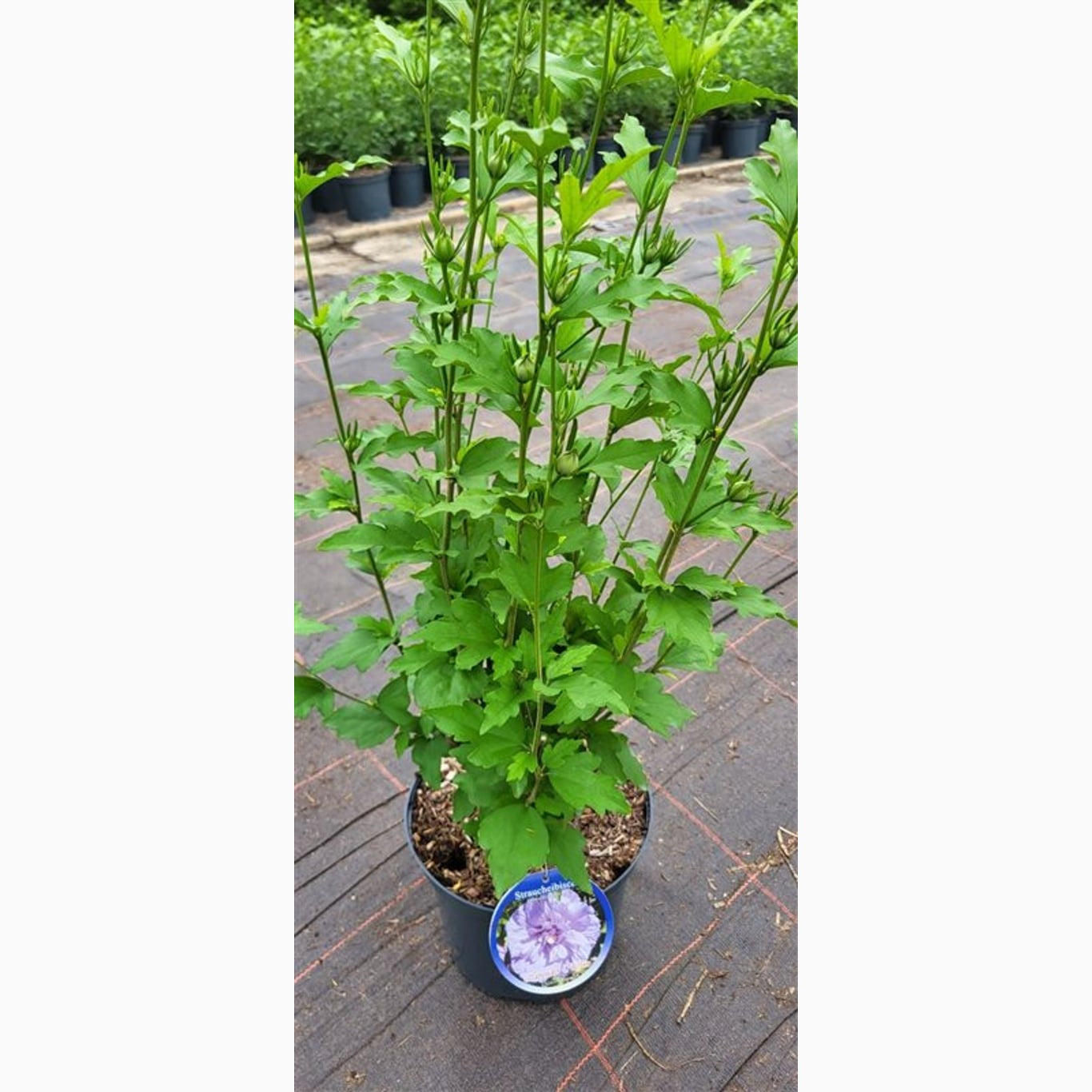 Hibiskus – Hibiscus syriacus 'Lavender Chiffon' - C5 60/+ CM