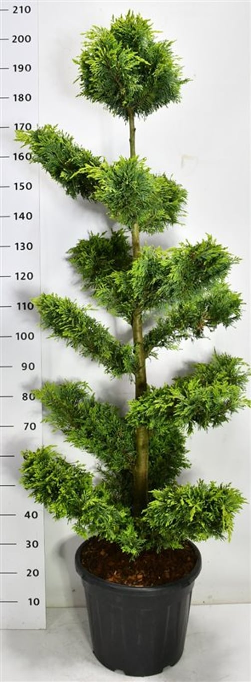 Cypresscypress – Cupressocyparis leylandii &