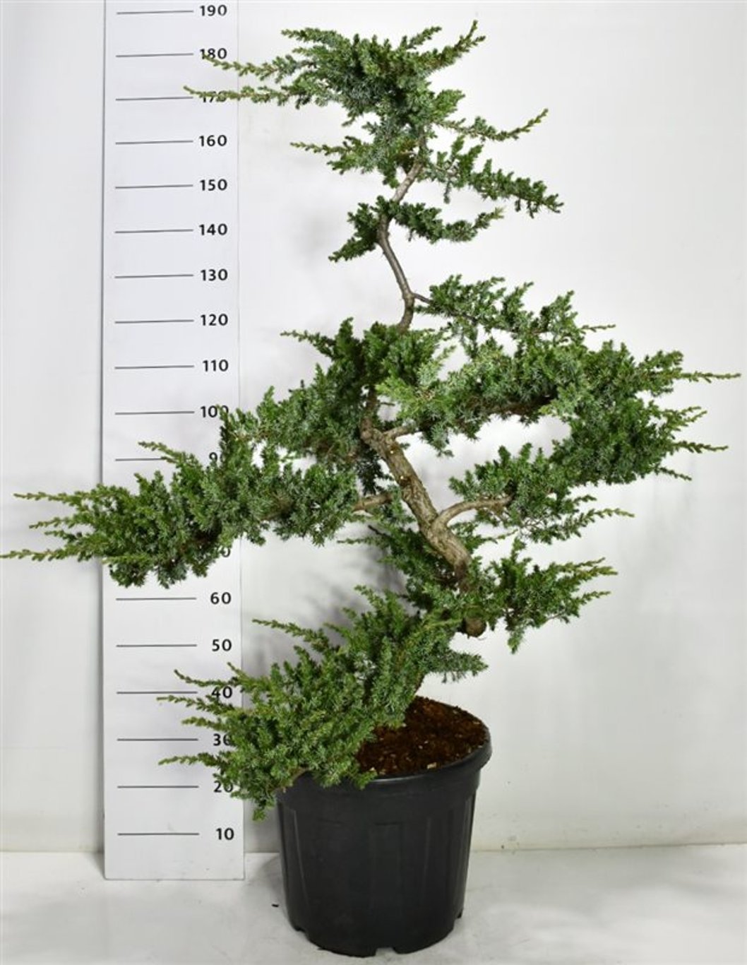 Strand-en – Juniperus conferta &