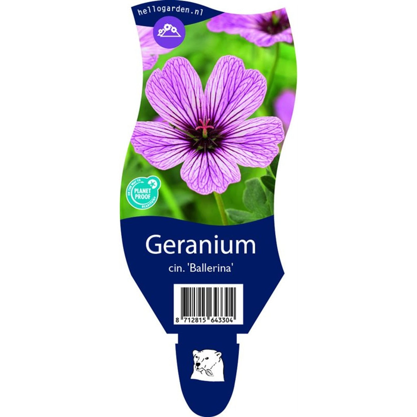 Näva – Geranium cinereum 'Ballerina' - P11