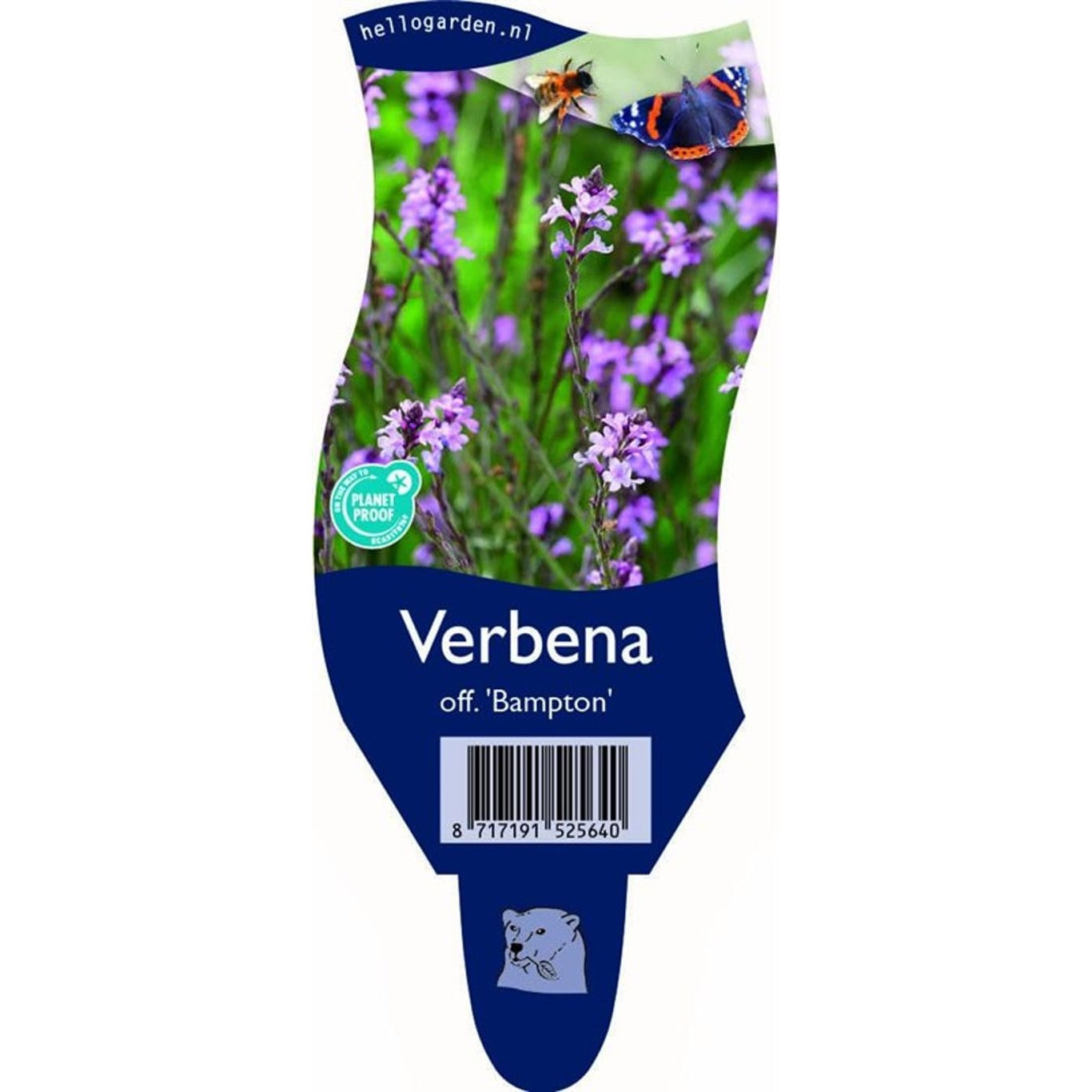Verbena – Verbena officinalis 'Bampton' - P11