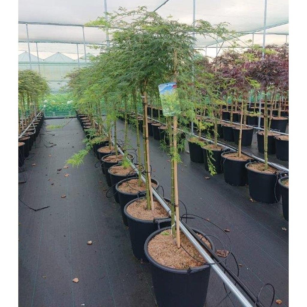 Japansk lönn – Acer pal. 'Emerald Lace' - 90 CM Stem C30