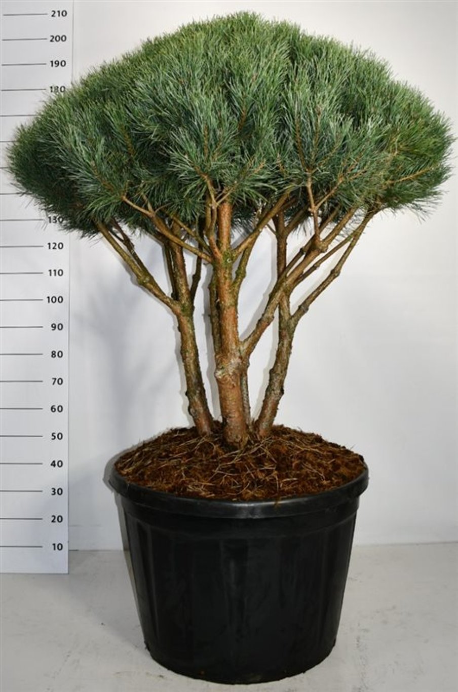 Tall – Pinus sylvestris 'Watereri' - C180 100-125 cm. Parasol