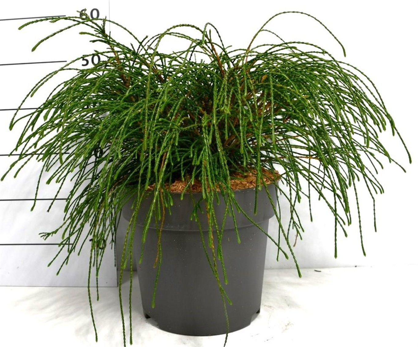 Thuja – Thuja plicata 'Whipcord' - C12 50-60 cm.