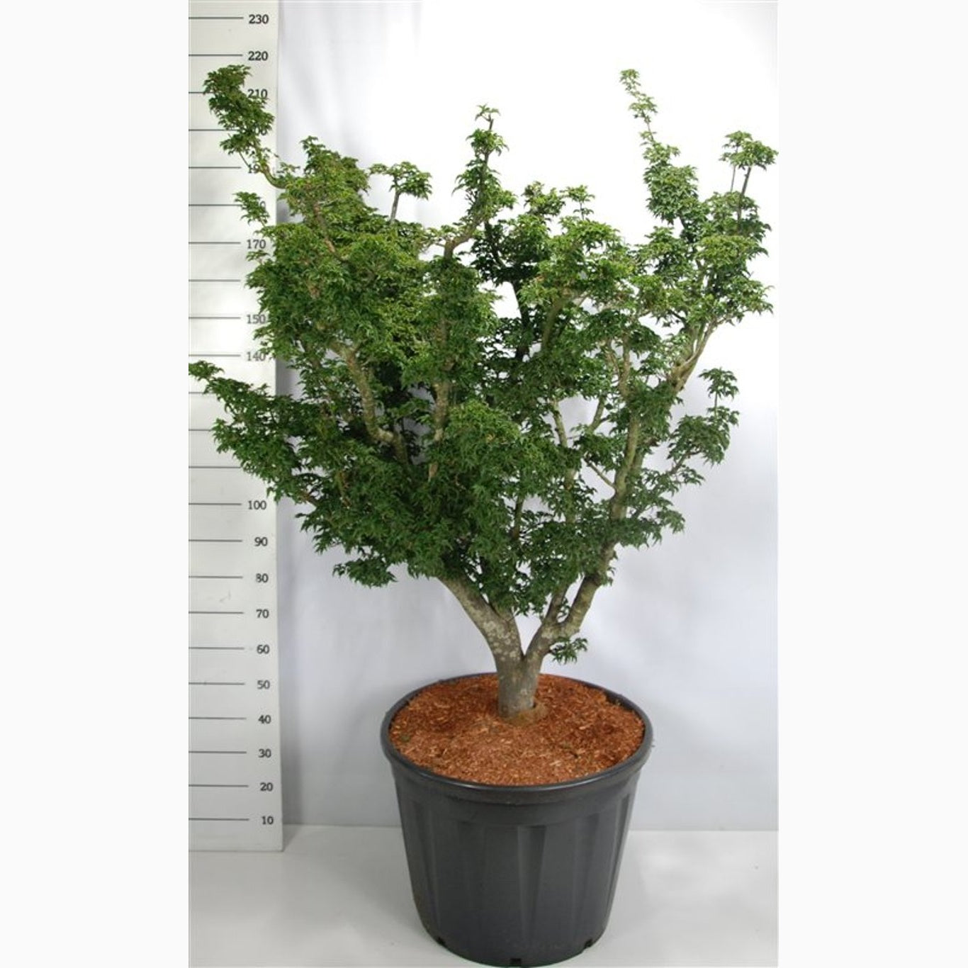 Japansk lönn – Acer pal. 'Shishigashira' - C90 100-120 CM