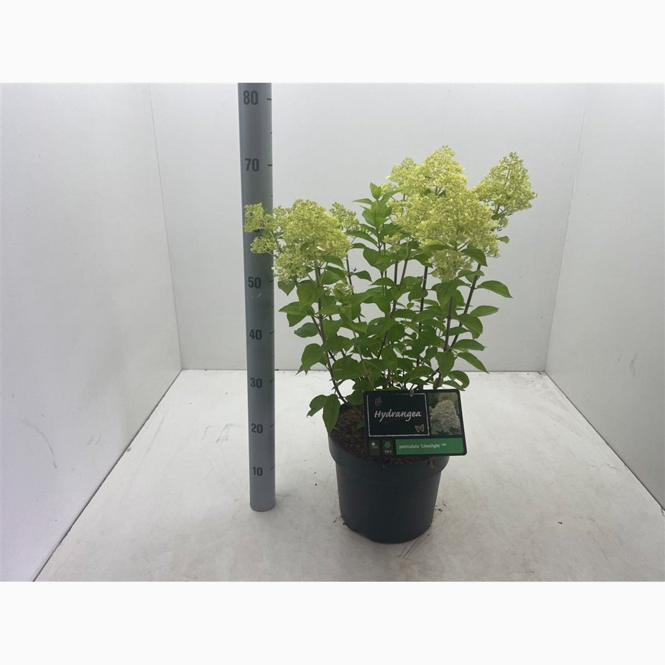 Syrenhortensia – Hydrangea paniculata 'Limelight' - C7,5