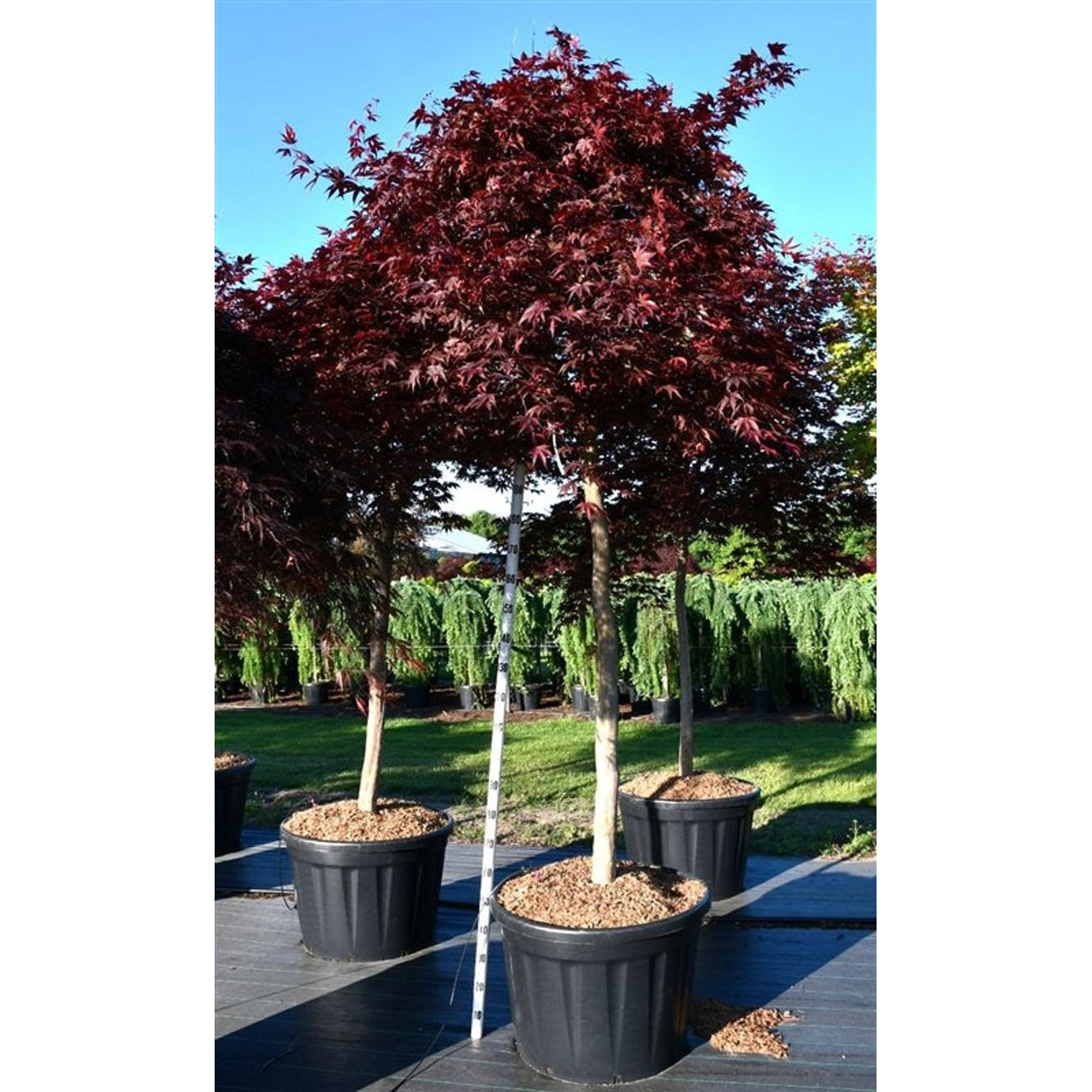Japansk lönn – Acer pal. 'Fireglow' - 150 CM Stem Cont.