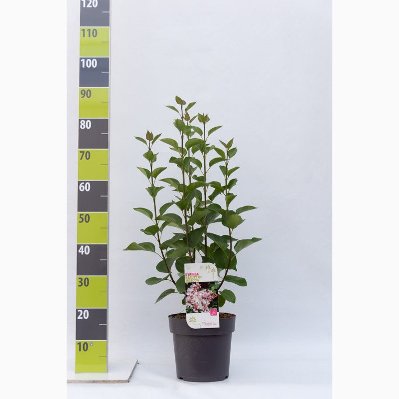 Syren (V); – Syringa vulgaris 'Beauty of Moscow' - C4,6 50-60 CM