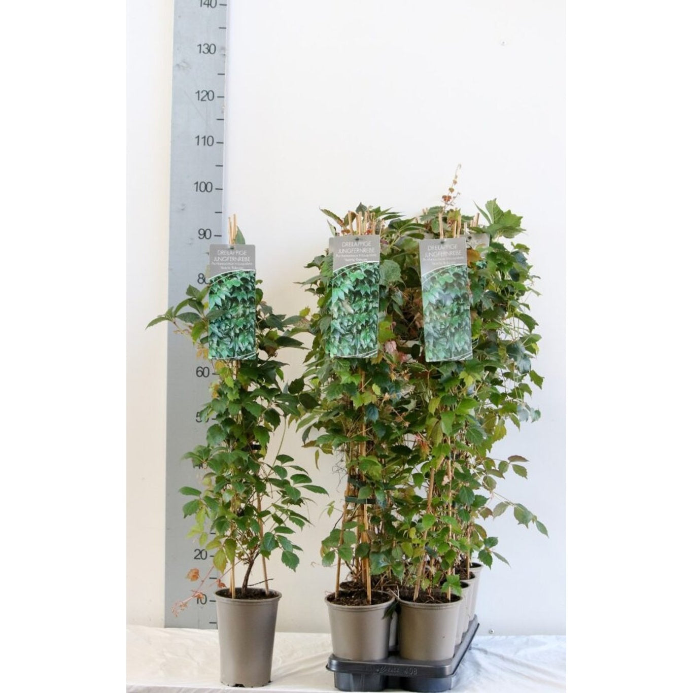 Klättervildvin – Parthenocissus tricuspidata 'Veitch.Robusta' - C2 60-80 CM Stick