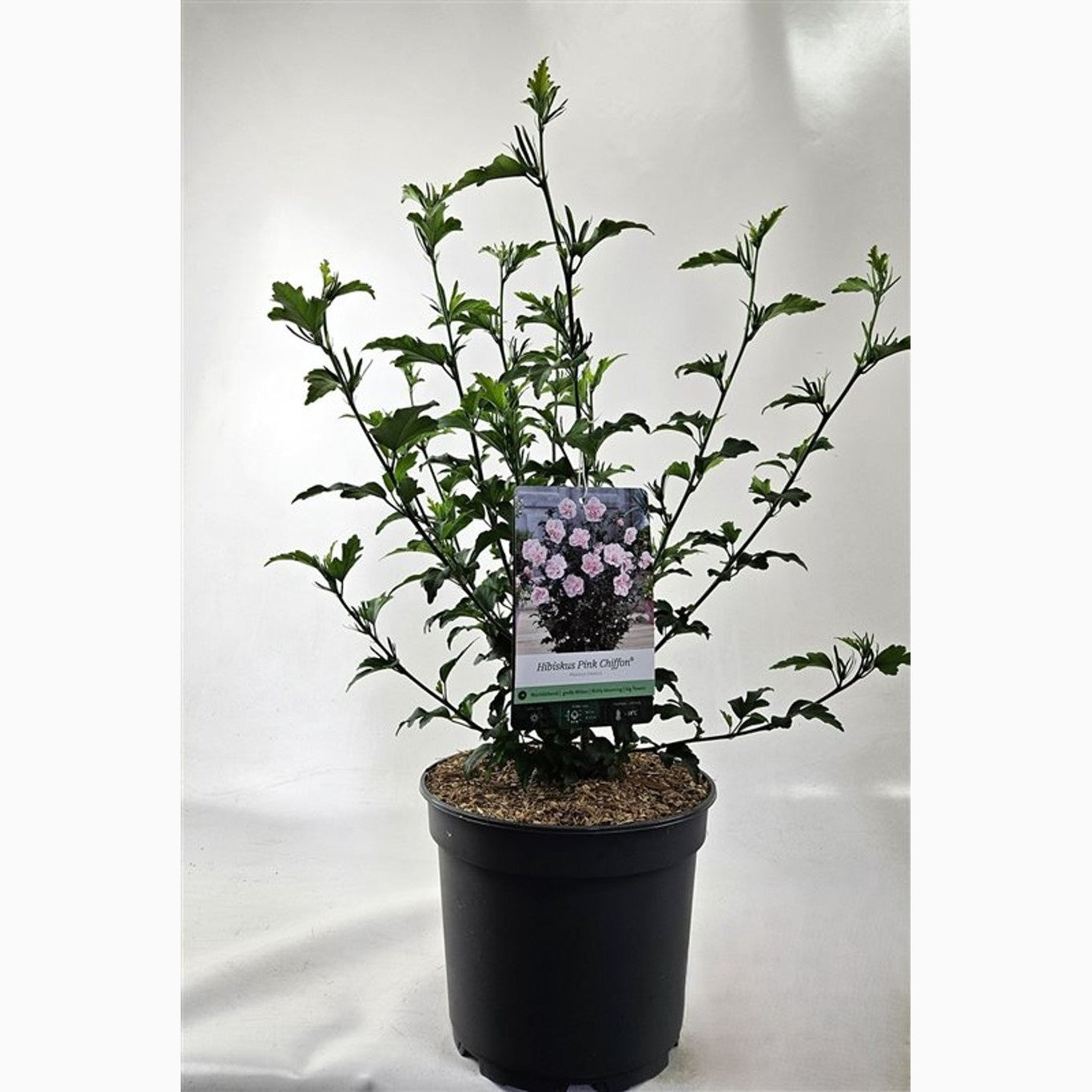 Hibiskus – Hibiscus syriacus 'Pink Chiffon' - C5 60/+ CM