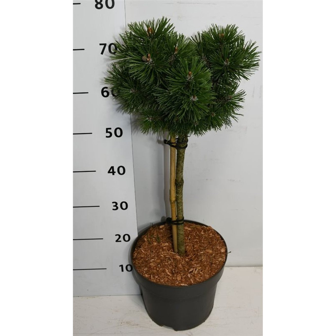 Bergtall – Pinus mugo 'Mops' - 40 CM Stem C7.5