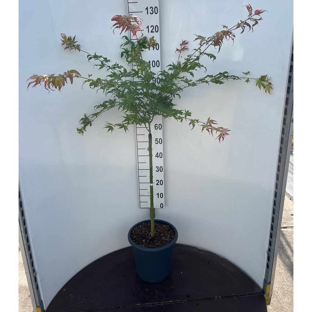 Japansk lönn – Acer pal. 'Peaches and Cream' - 60 CM Stem C15