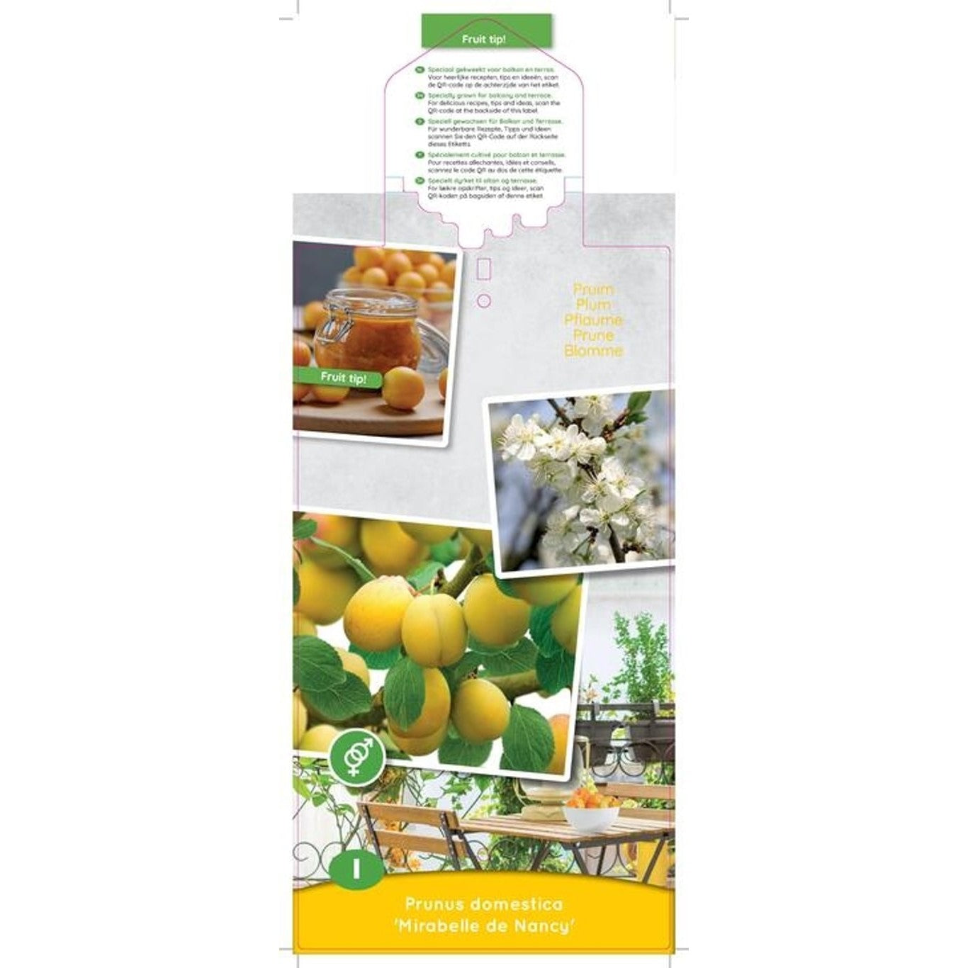 Plommon – Prunus domestica 'Mirabelle de Nancy' - C5 60-80 CM Patio