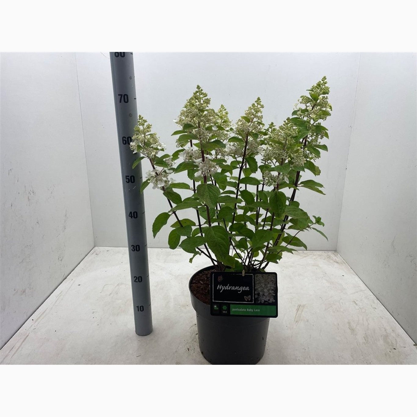 Syrenhortensia – Hydrangea paniculata 'Baby Lace'® - C7,5