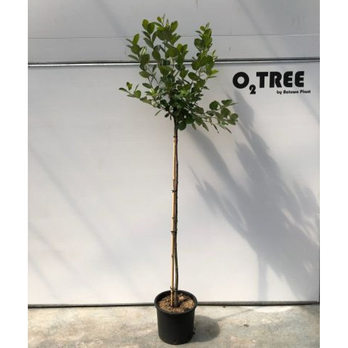 Slånaronia – Aronia prunifolia 'Aron' - 120 CM Stem C12