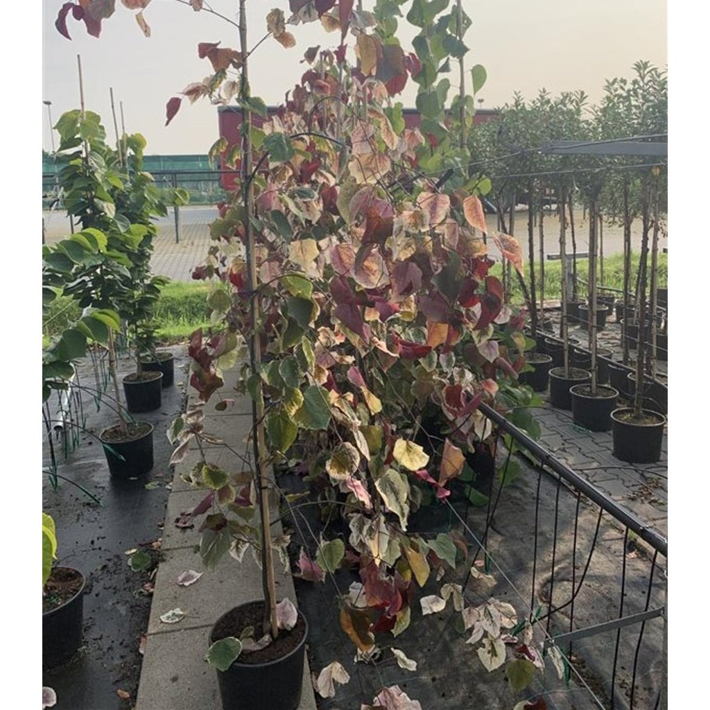 Judasträd – Cercis canadensis &