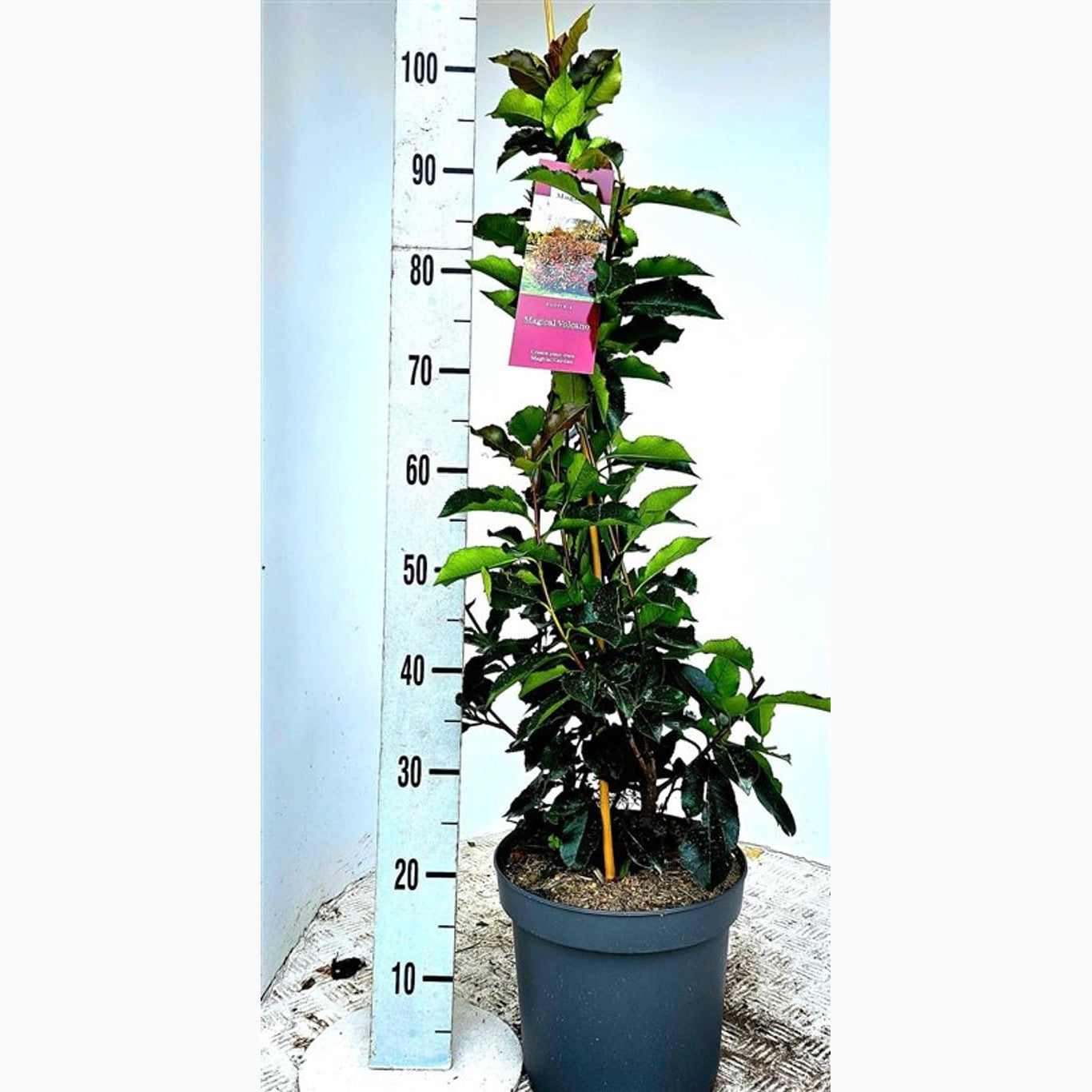 Fotinia – Photinia fraseri 'Magical Volcano' - C7.5 60-80 CM Stick