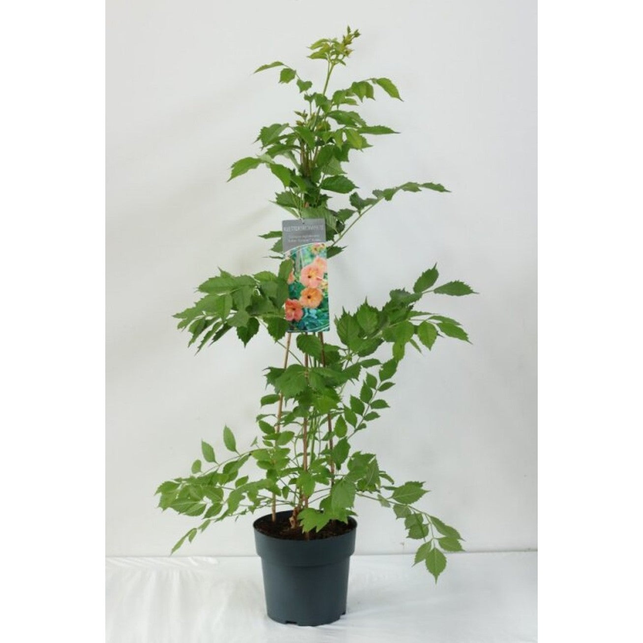Trumpetranka – Campsis tagliabuana 'Indian Summer' - C6 80-100 CM Stick
