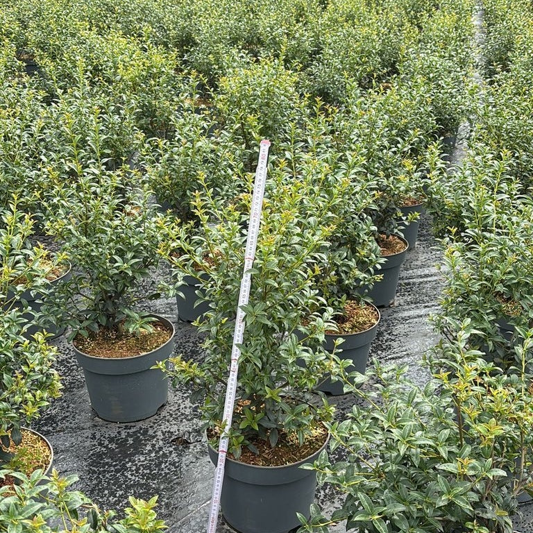 Osmanthus – Osmanthus burkwoodii - C7.5 50-60 CM