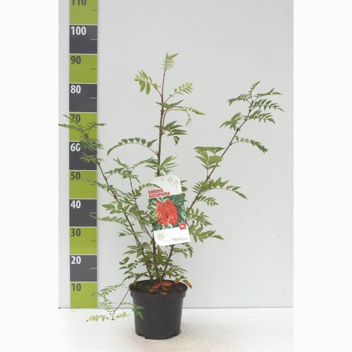 Rönn – Sorbus aucuparia - C3 40-60 CM