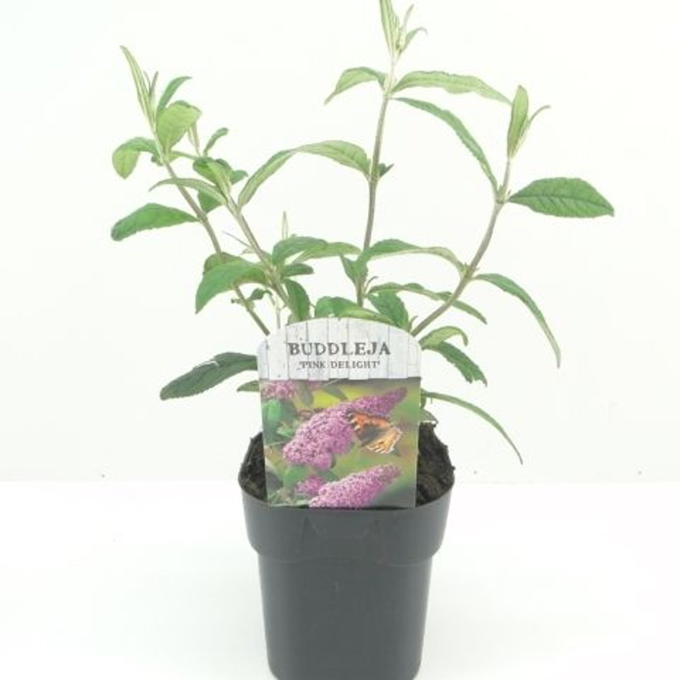 Sommarlilja – Buddleja d. 'Pink Delight' - C2